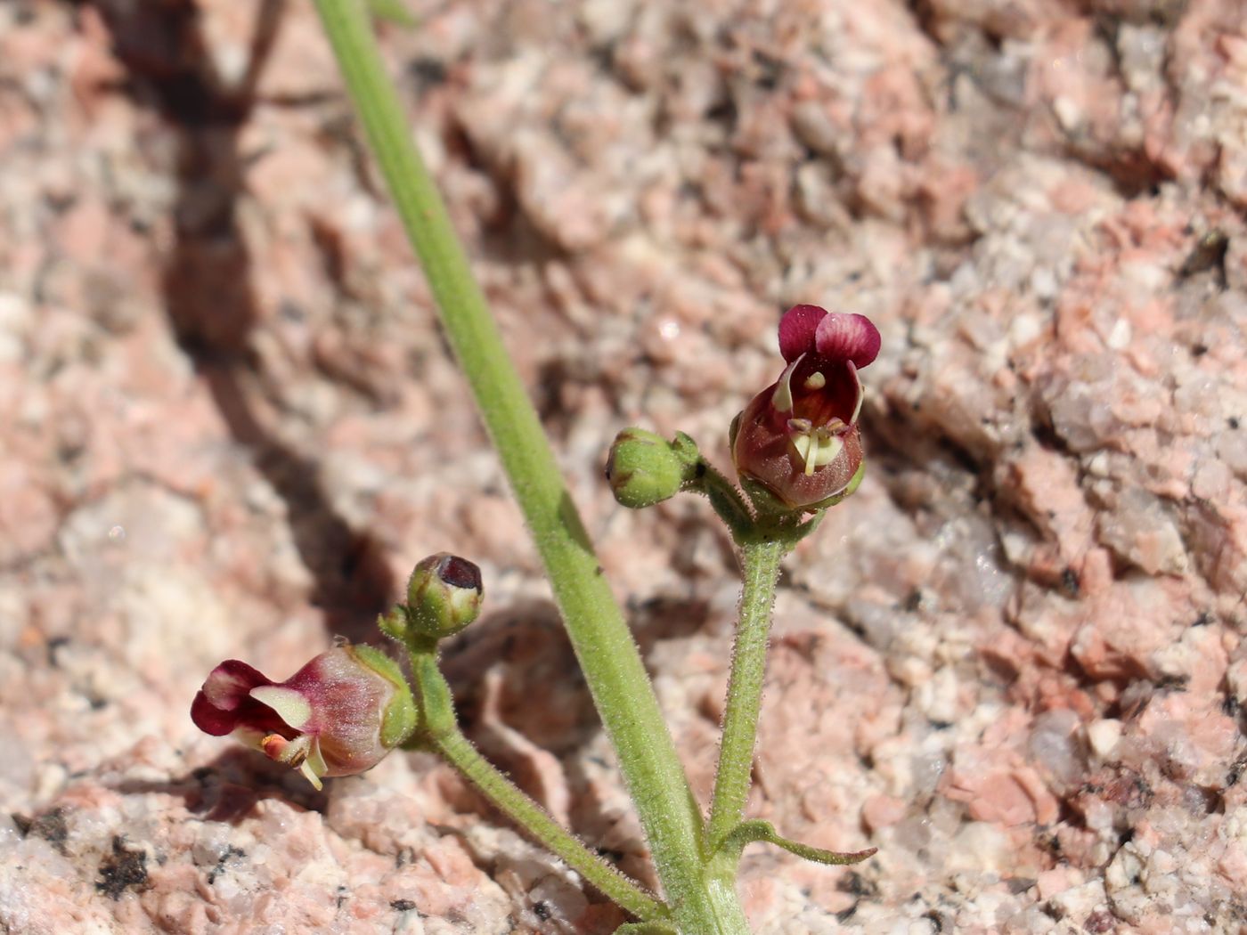 Image of Scrophularia integrifolia specimen.