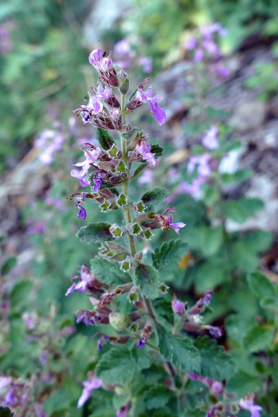 Изображение особи Teucrium chamaedrys.