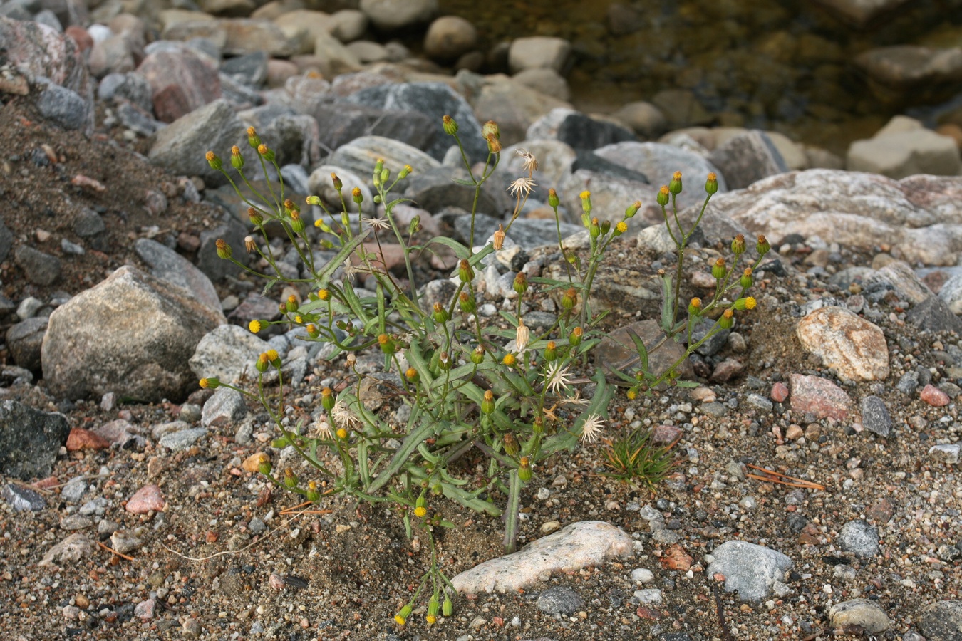 Image of Senecio dubitabilis specimen.