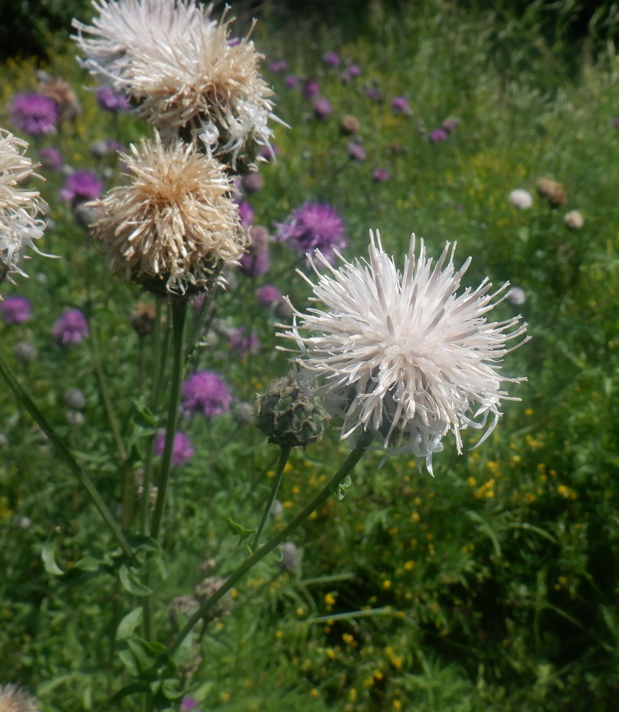 Изображение особи Centaurea scabiosa.