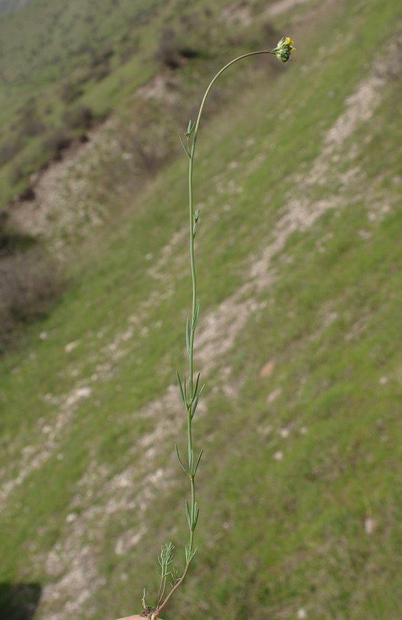 Изображение особи Linaria simplex.