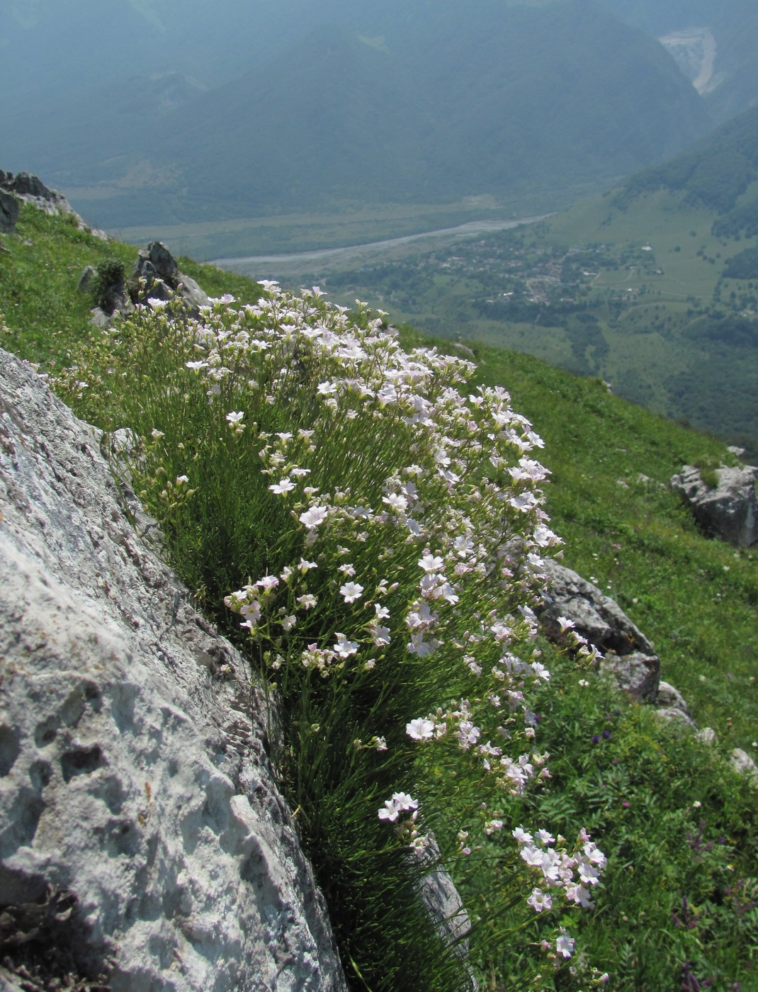 Image of Gypsophila tenuifolia specimen.