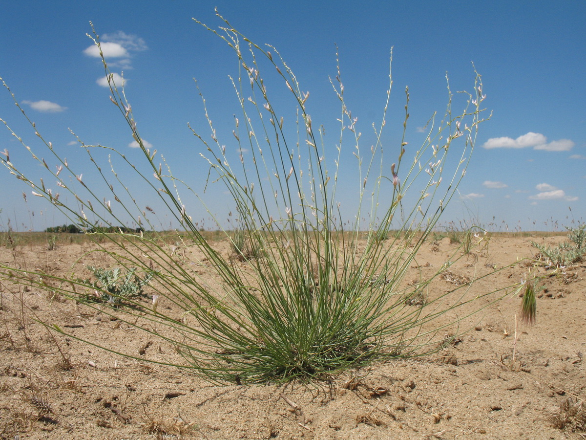 Image of Astragalus eremospartoides specimen.