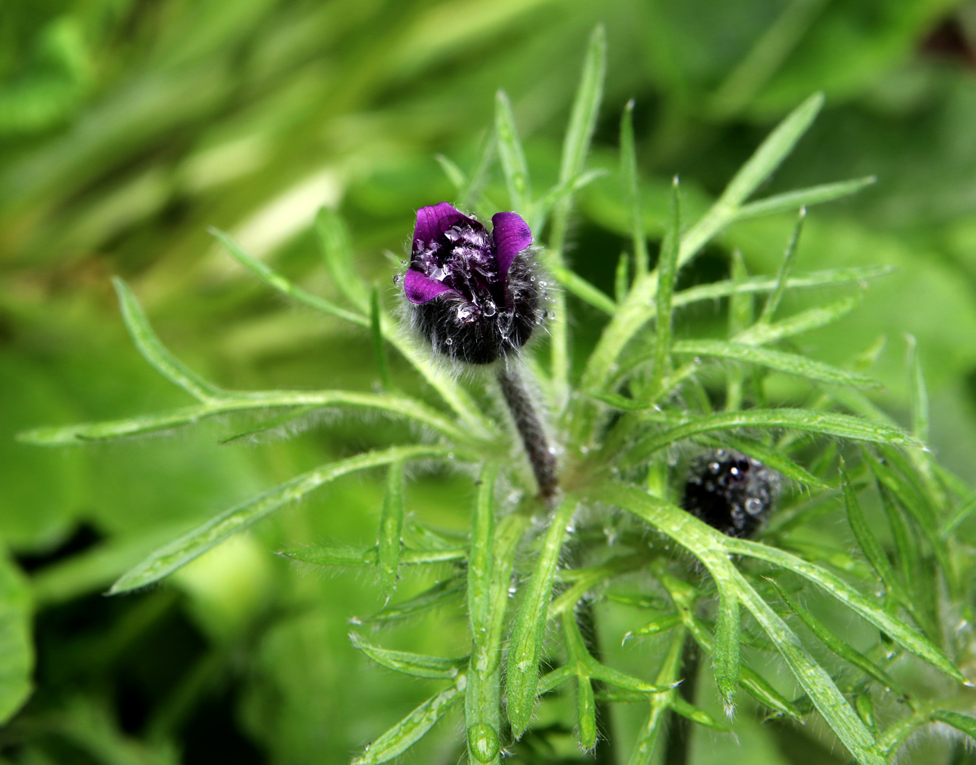 Image of Pulsatilla regeliana specimen.