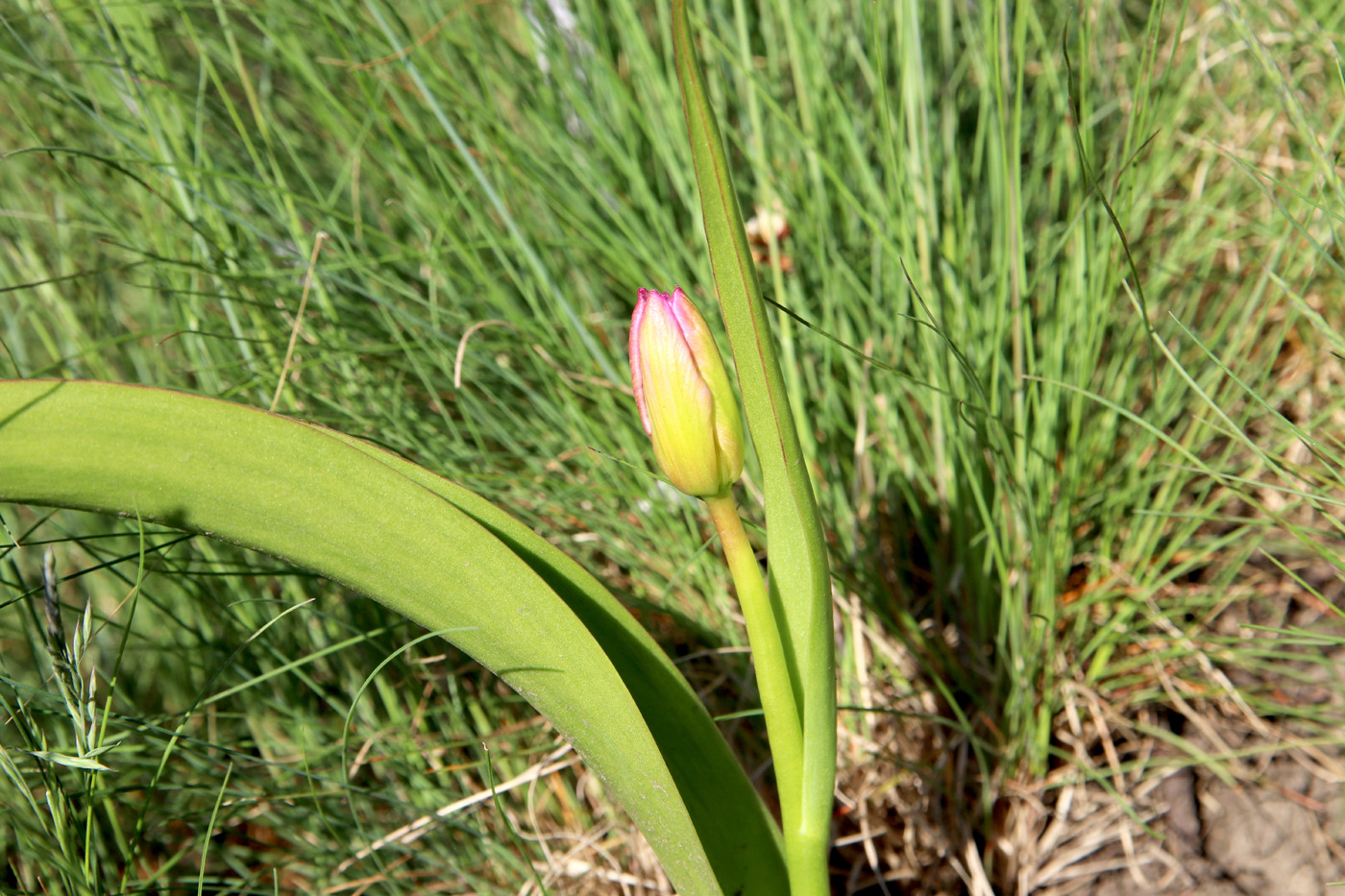 Изображение особи Tulipa saxatilis.