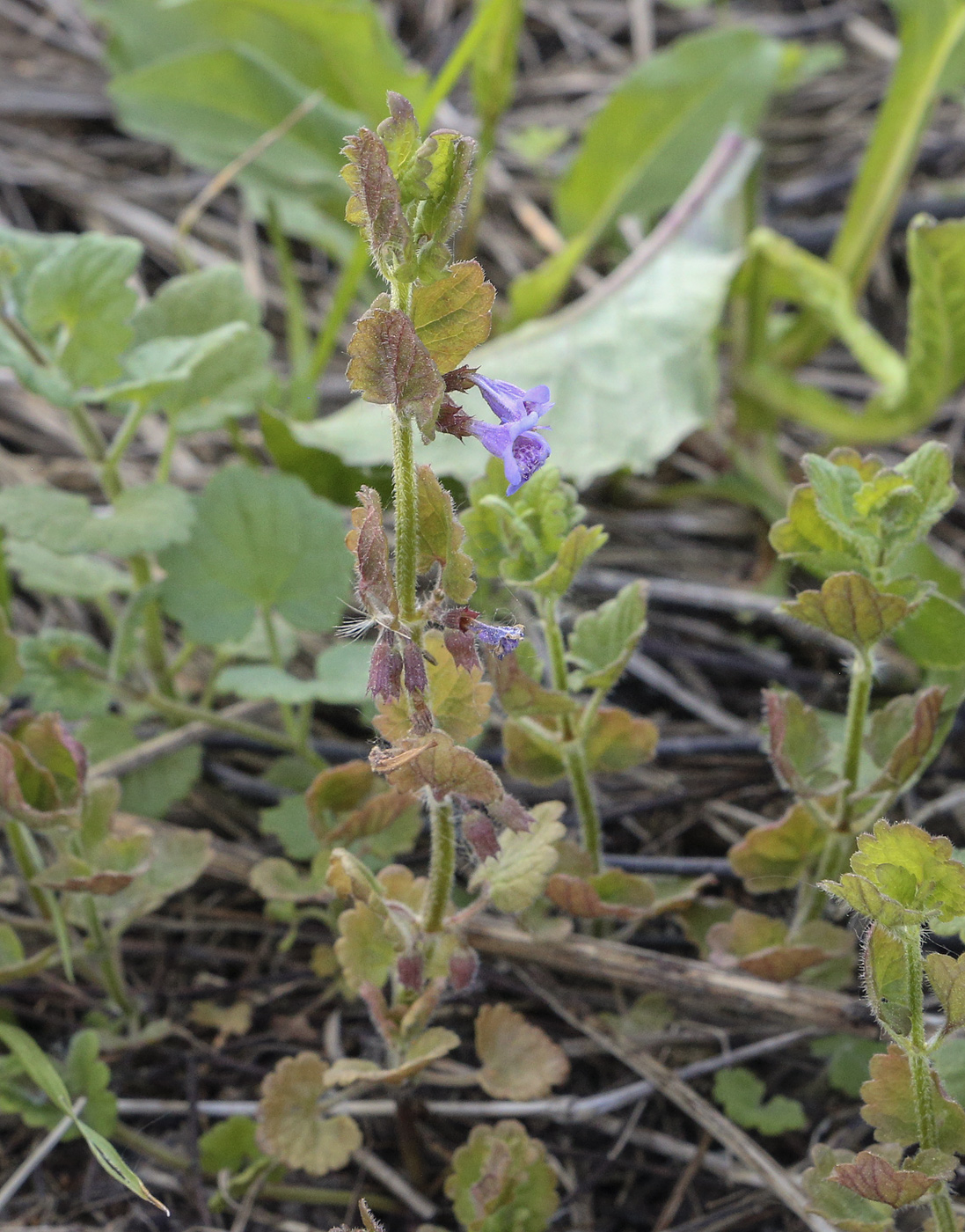 Image of Glechoma hederacea specimen.