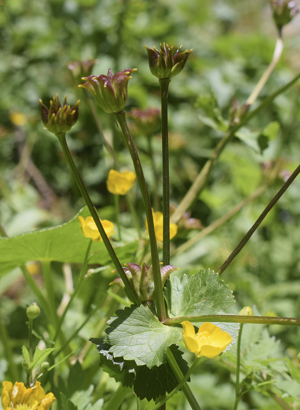 Image of Caltha palustris specimen.