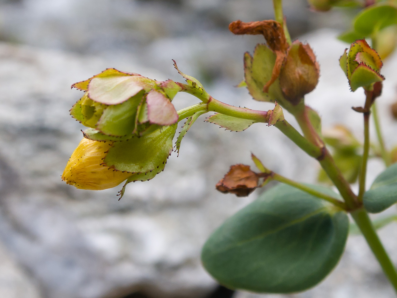 Image of Hypericum nummularioides specimen.