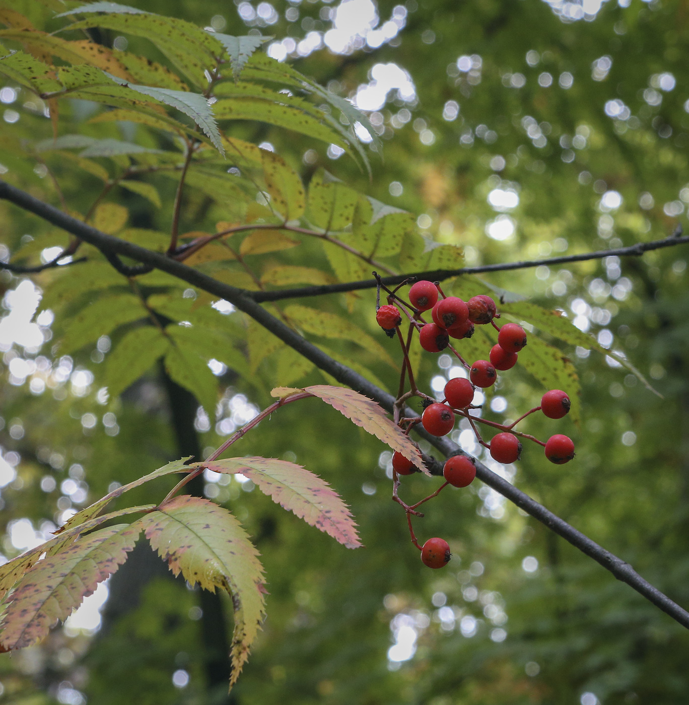 Image of Sorbus commixta specimen.