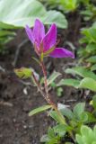 Rhododendron camtschaticum. Верхушка генеративного побега. Камчатский край, Елизовский р-н, природный парк \"Вулканы Камчатки\", южный участок, кластер \"Налычевский\", южный склон вулкана Дзензур, горная тундра. 23.08.2022.