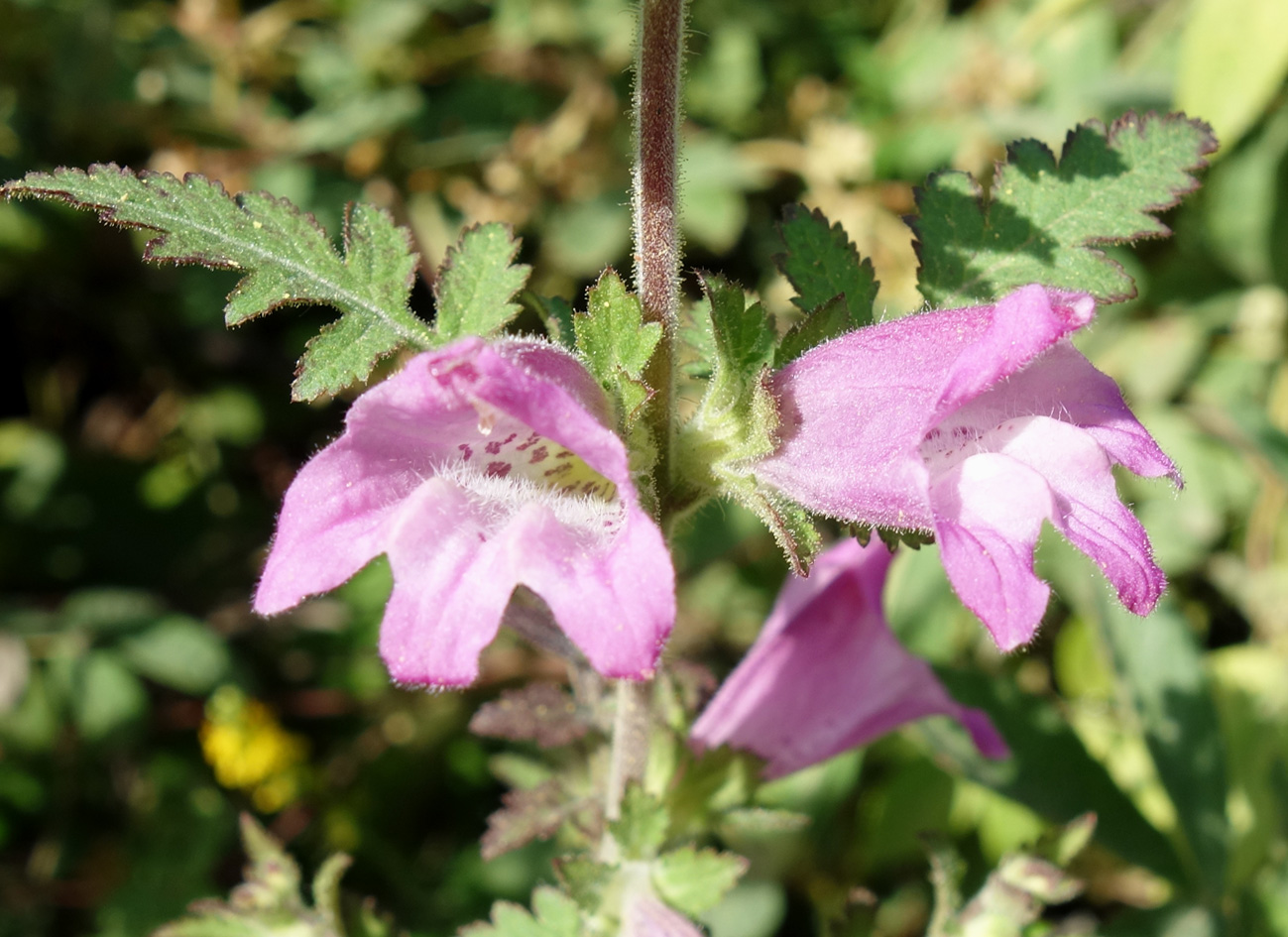 Изображение особи Phtheirospermum chinense.