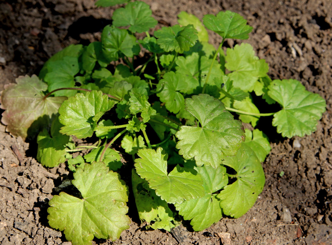 Image of Malva moschata specimen.