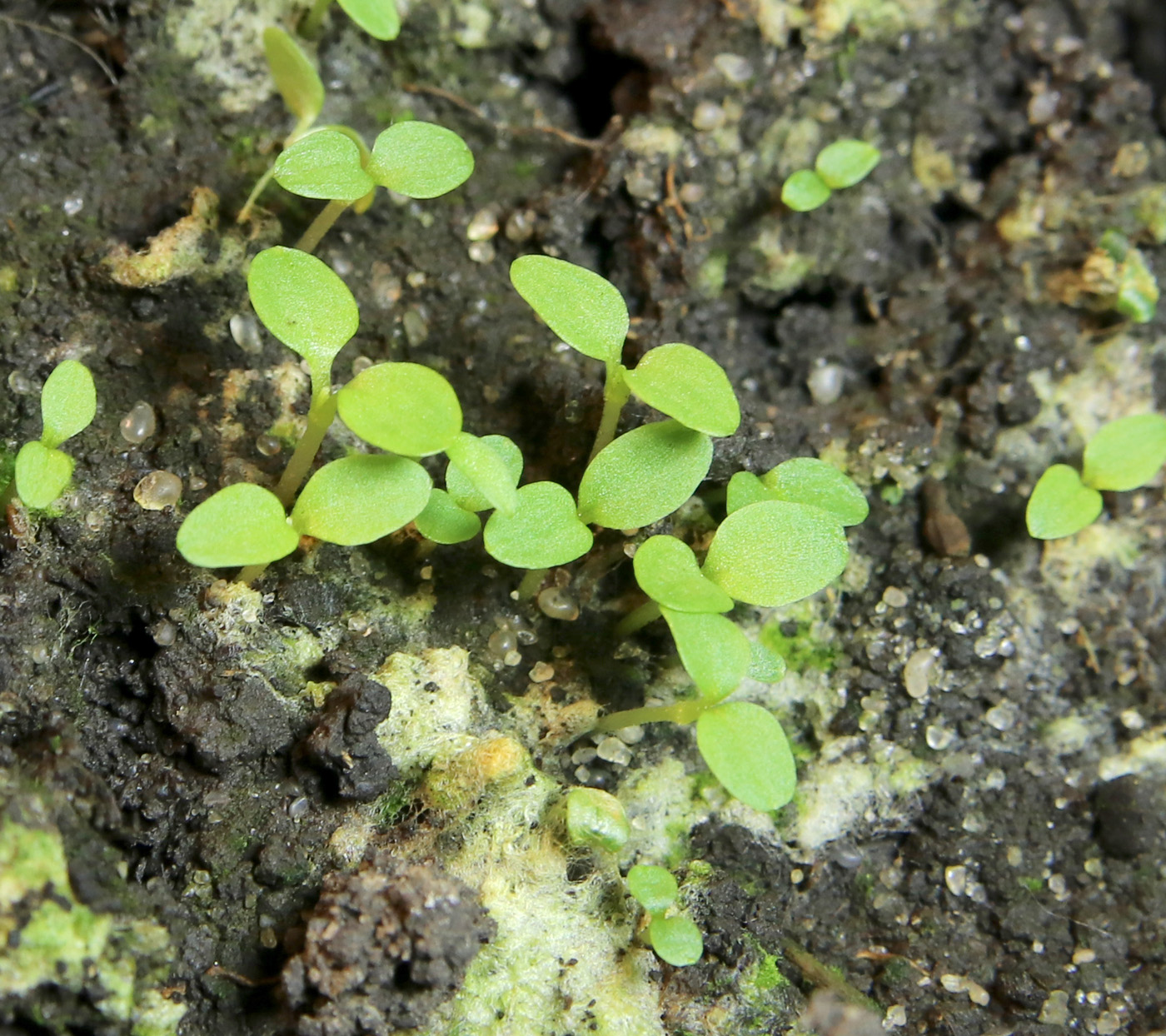 Image of Anemone scabiosa specimen.