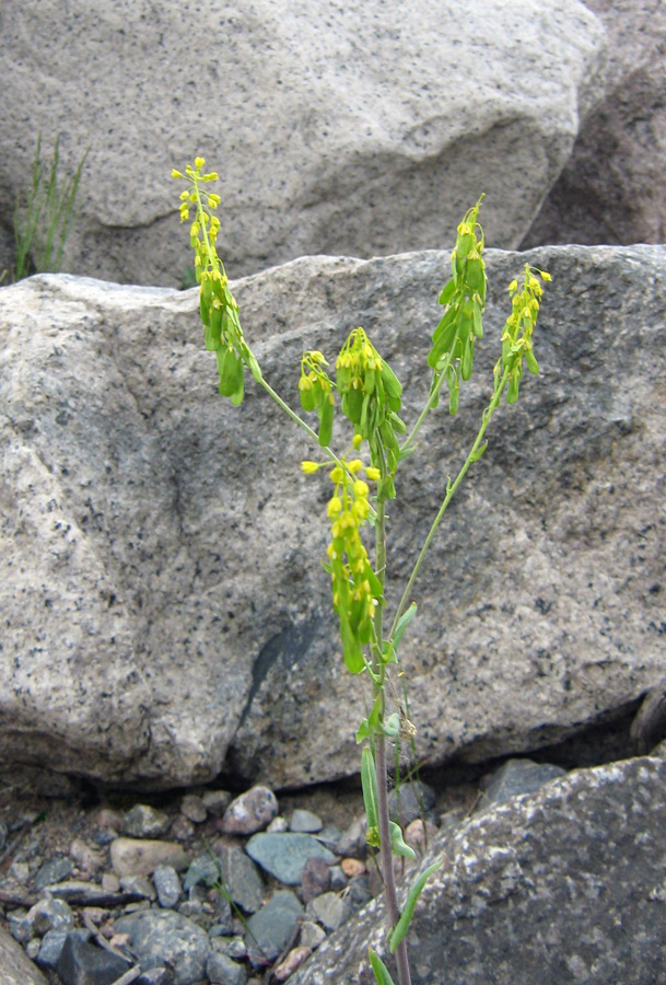 Image of genus Isatis specimen.