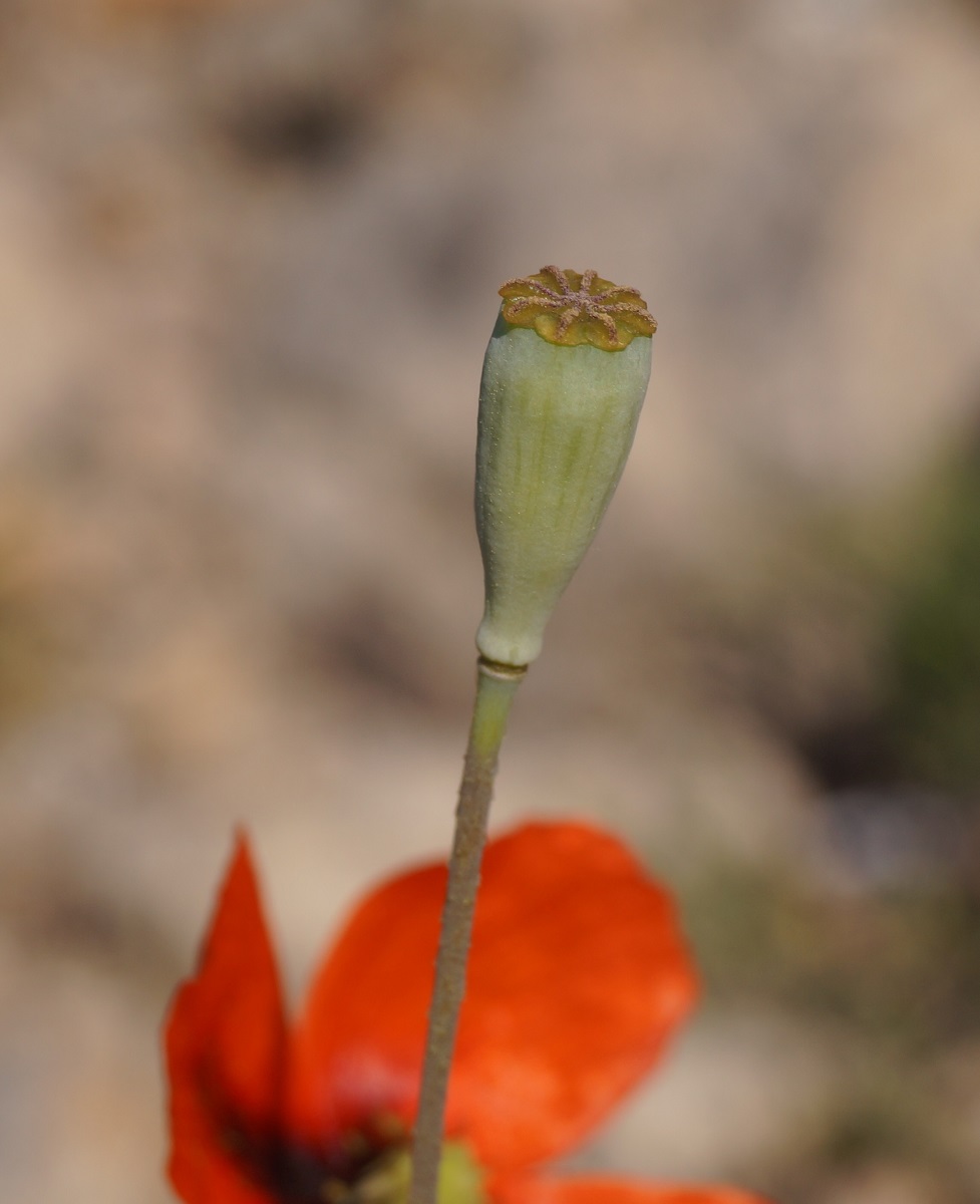 Изображение особи род Papaver.