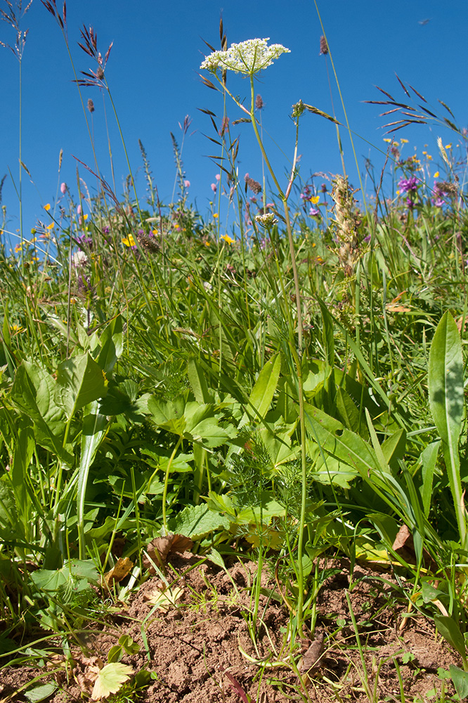 Image of familia Apiaceae specimen.