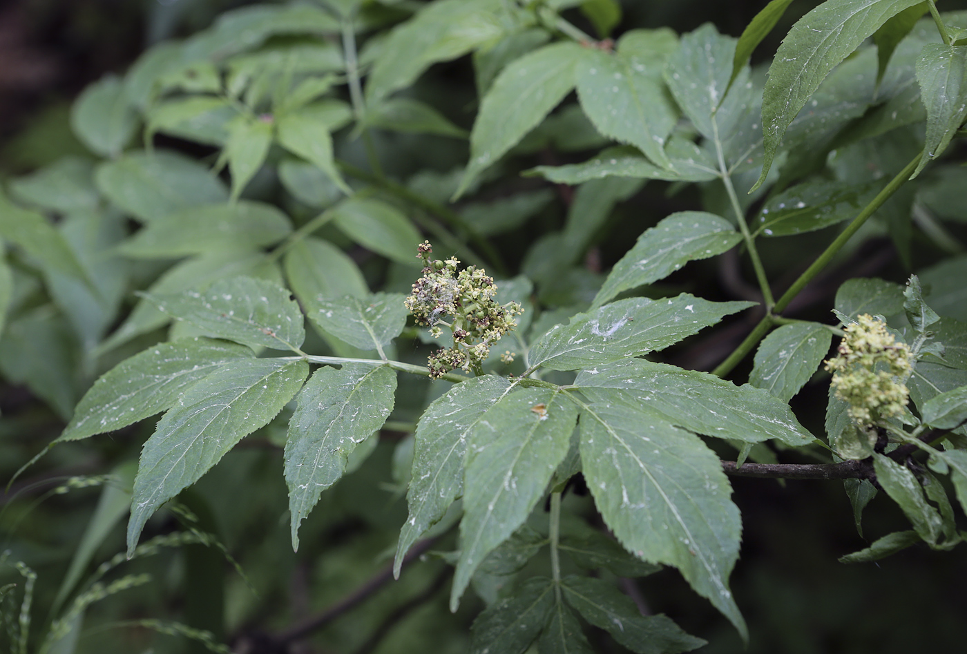 Image of Sambucus racemosa specimen.