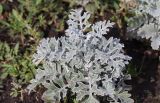 Senecio cineraria. Вегетирующее растение. Томская обл., г. Томск, Академгородок, в культуре. 19.09.2022.