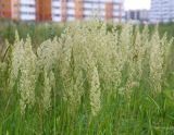 род Calamagrostis. Верхушки цветущих растений. Краснодарский край, Анапский муниципалитет, г. Анапа, р-н Горгиппия, пустырь. 22.06.2021.