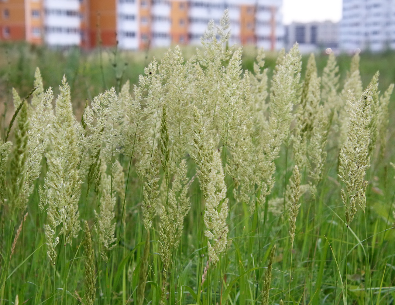 Изображение особи род Calamagrostis.