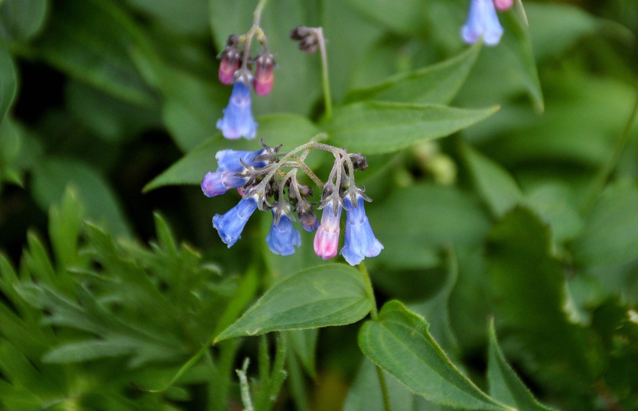 Image of Mertensia rivularis specimen.