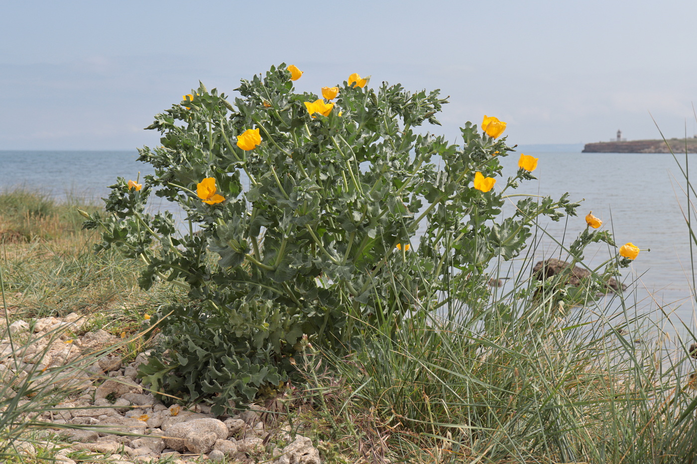 Изображение особи Glaucium flavum.