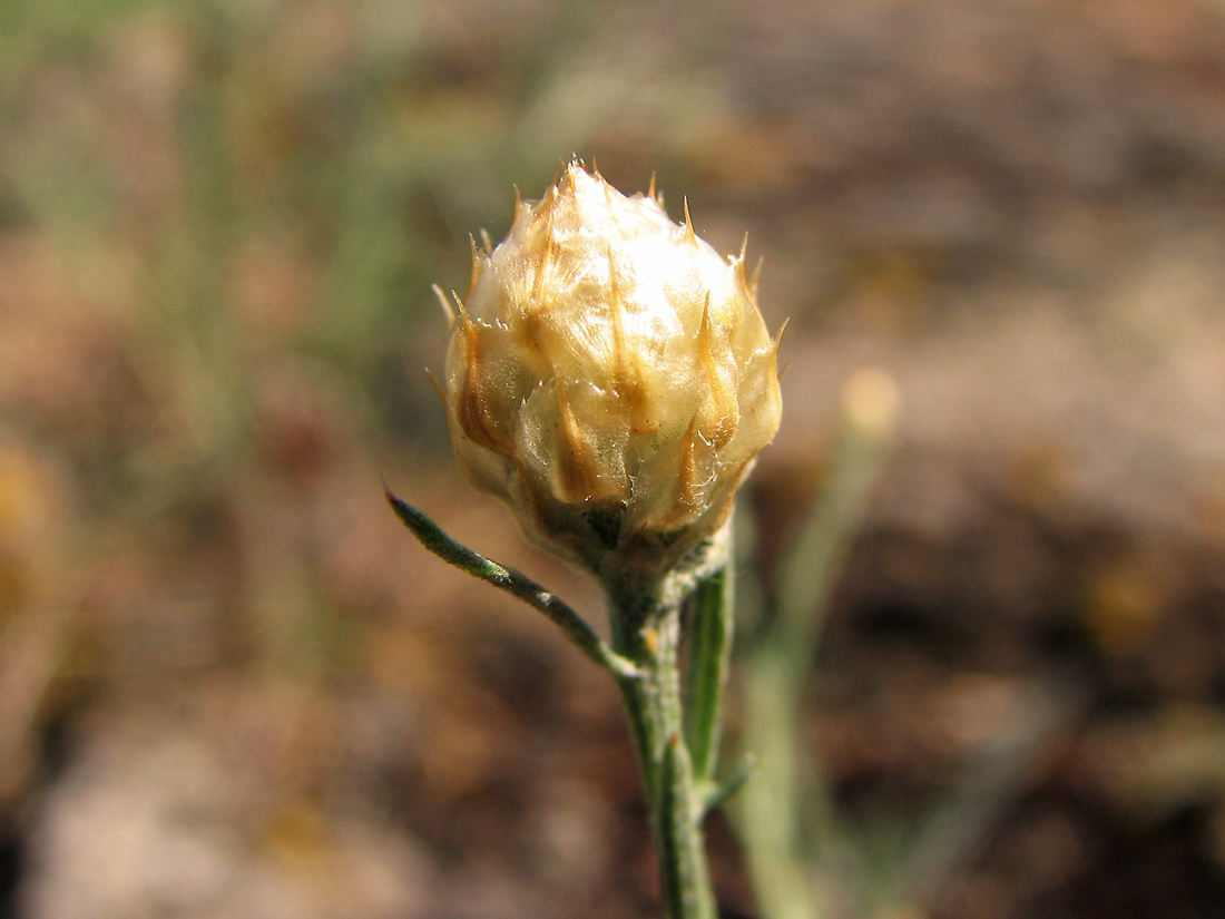 Изображение особи Centaurea pseudoleucolepis.