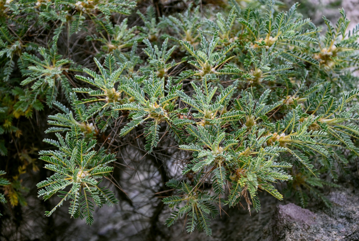 Изображение особи Astragalus microcephalus.