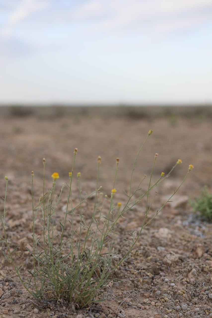 Изображение особи Inula multicaulis.