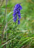 Aconitum sachalinense. Верхушка побега с соцветием с цветками и бутонами. Сахалин, Холмский гор. округ, мыс Слепиковского, луг. 26.08.2023.