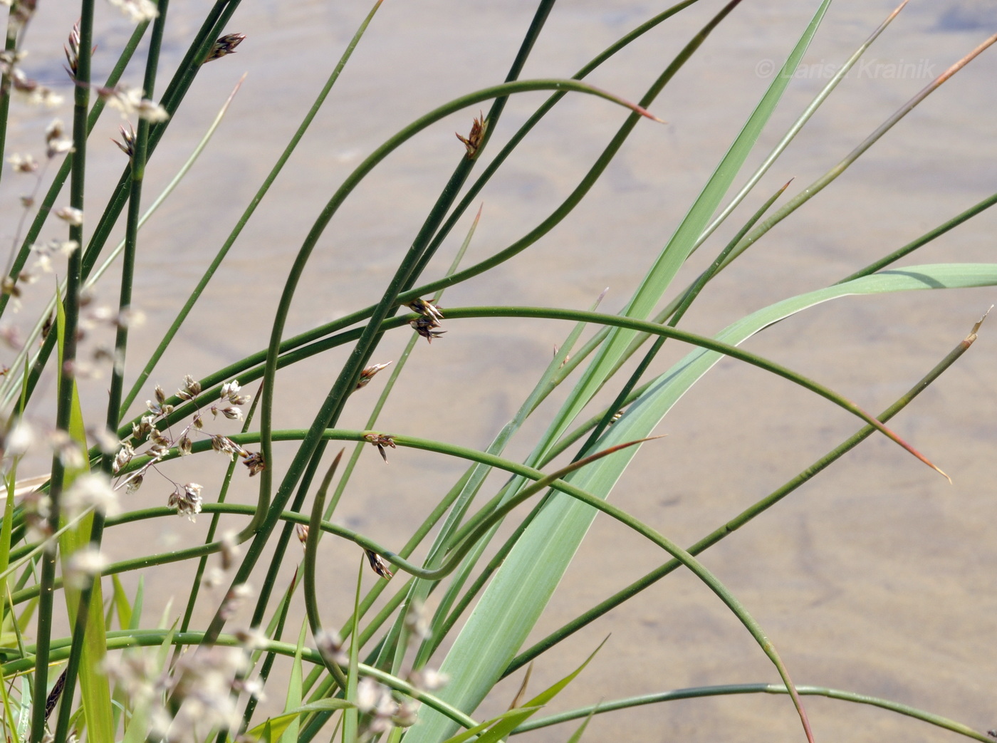 Изображение особи Juncus haenkei.