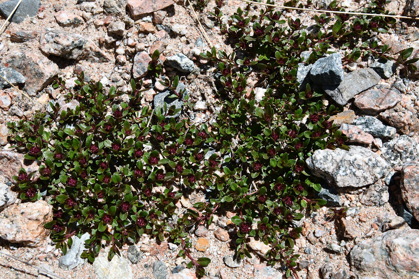 Изображение особи род Thymus.