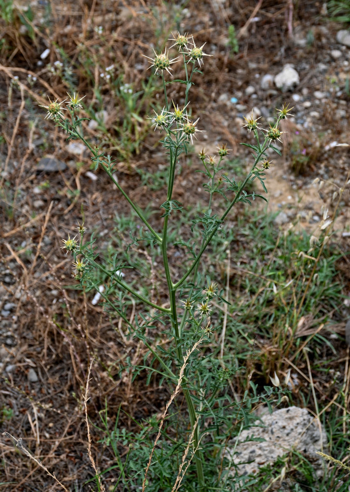 Image of Centaurea reflexa specimen.