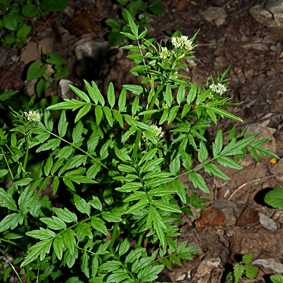 Image of Cardamine impatiens specimen.