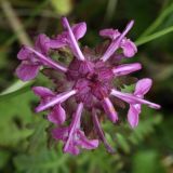 Pedicularis verticillata. Соцветие (вид сверху). Мурманская обл., пос. Дальние Зеленцы, антропогенная луговина. 06.08.2010.