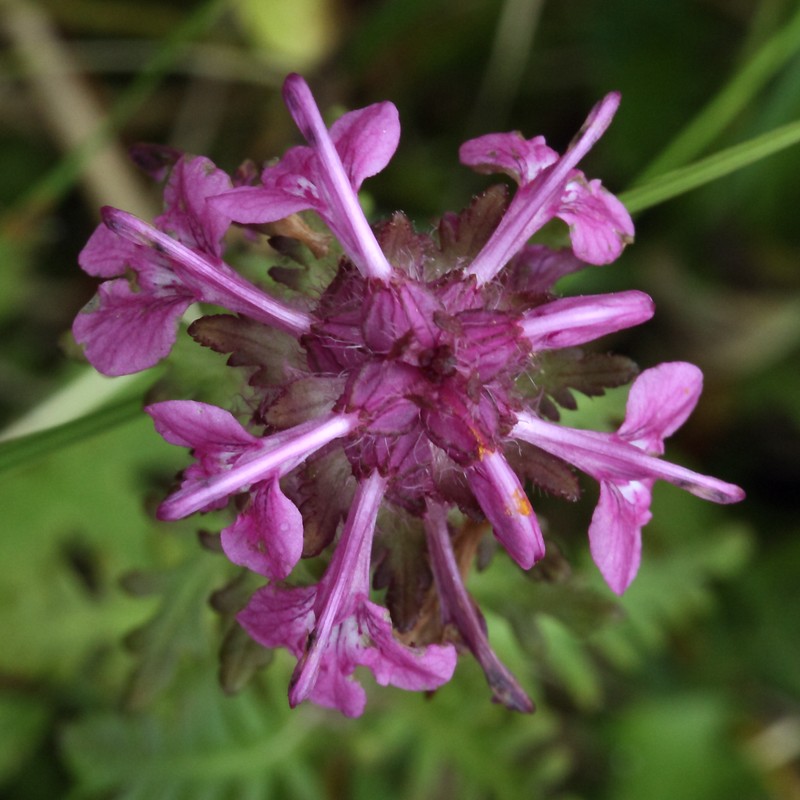 Изображение особи Pedicularis verticillata.