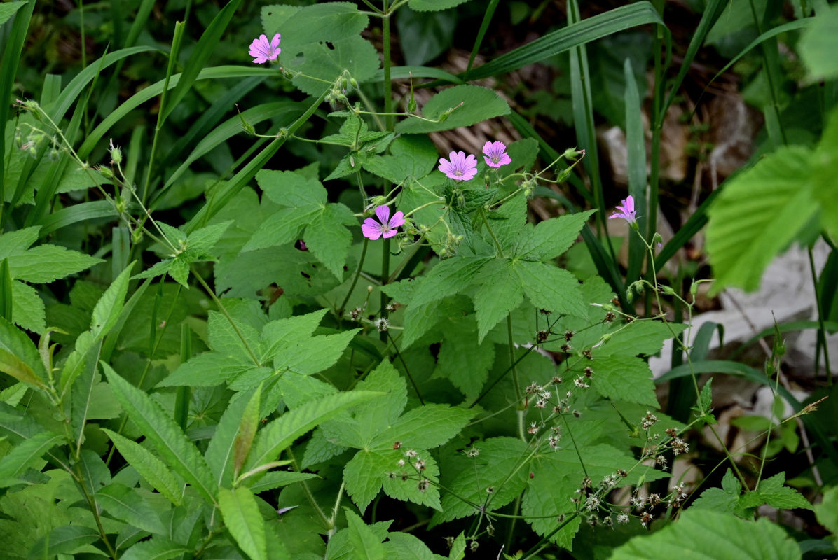 Image of Geranium gracile specimen.