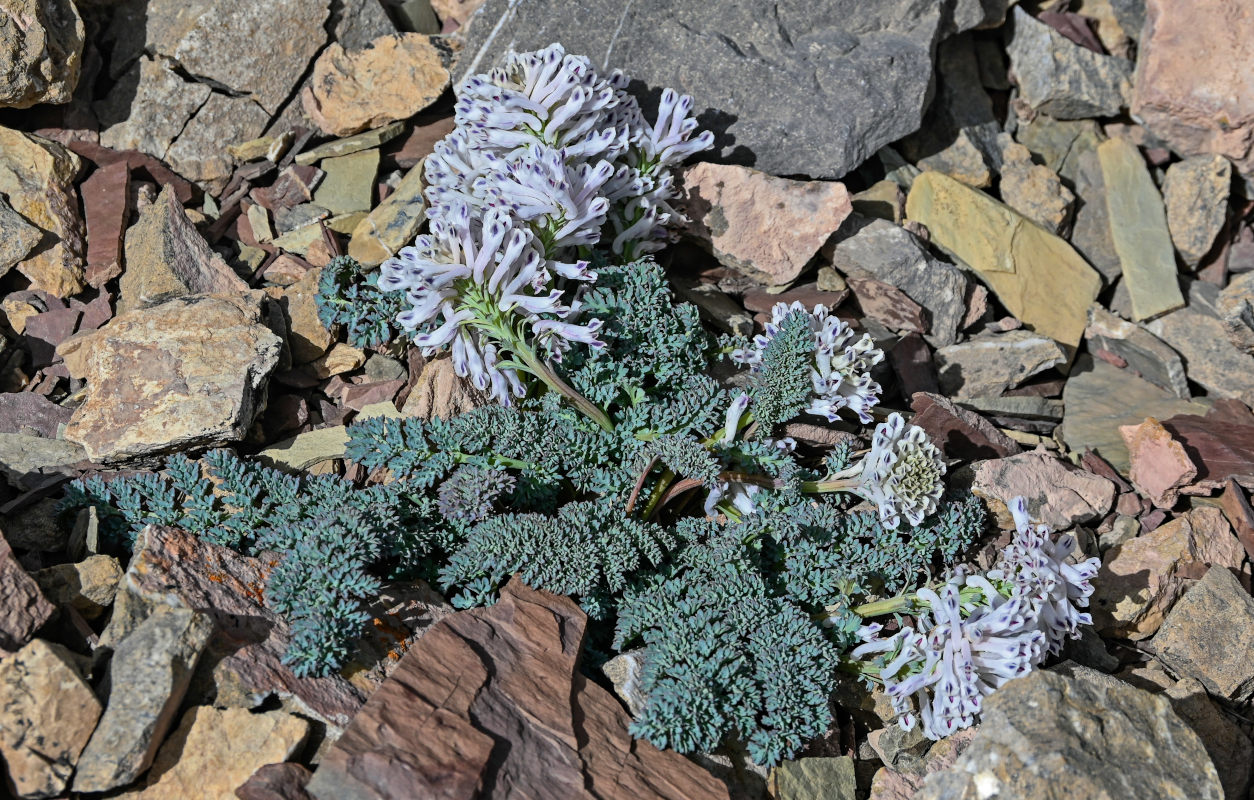 Image of Cysticorydalis fedtschenkoana specimen.