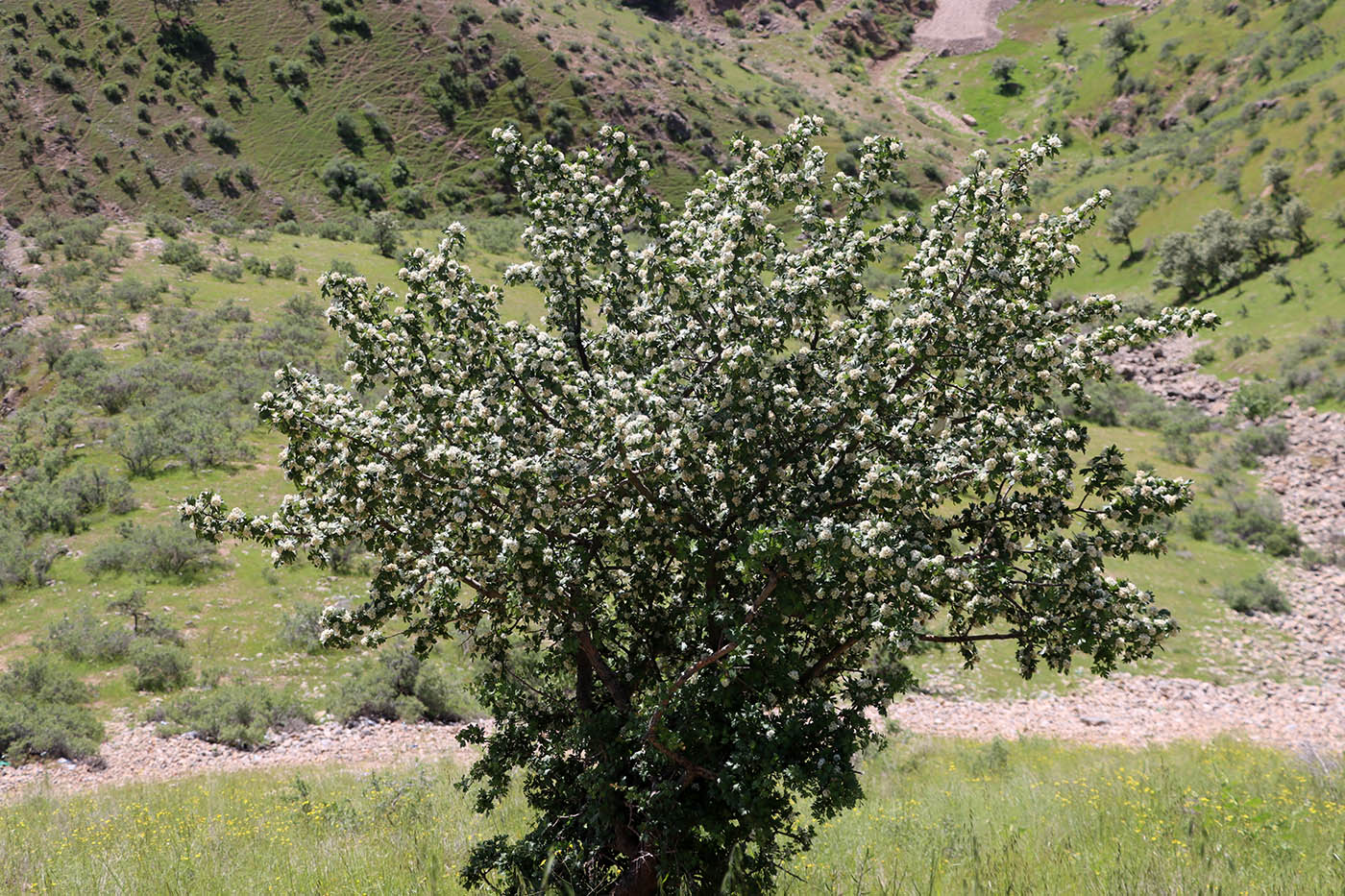 Изображение особи Crataegus turkestanica.