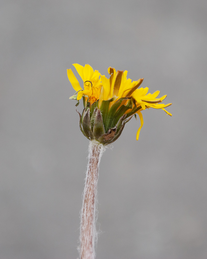 Image of genus Taraxacum specimen.