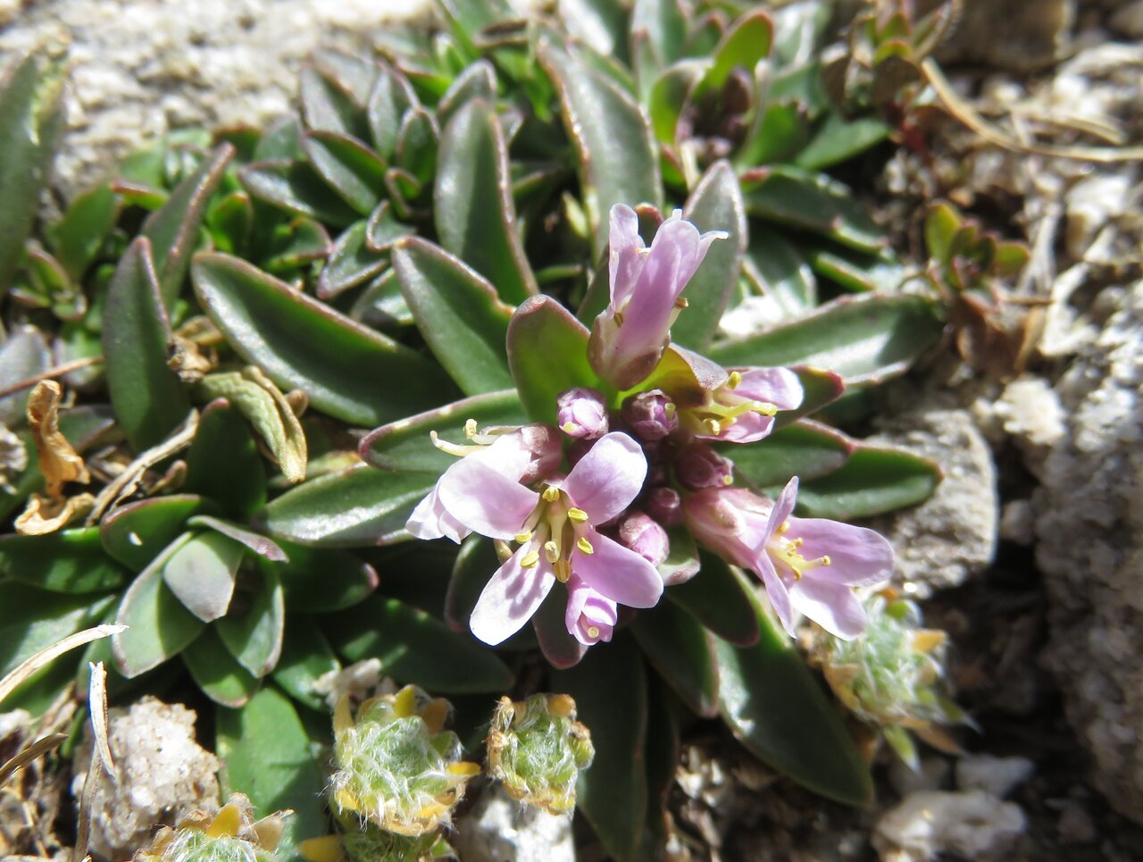 Изображение особи Noccaea bellidifolia.