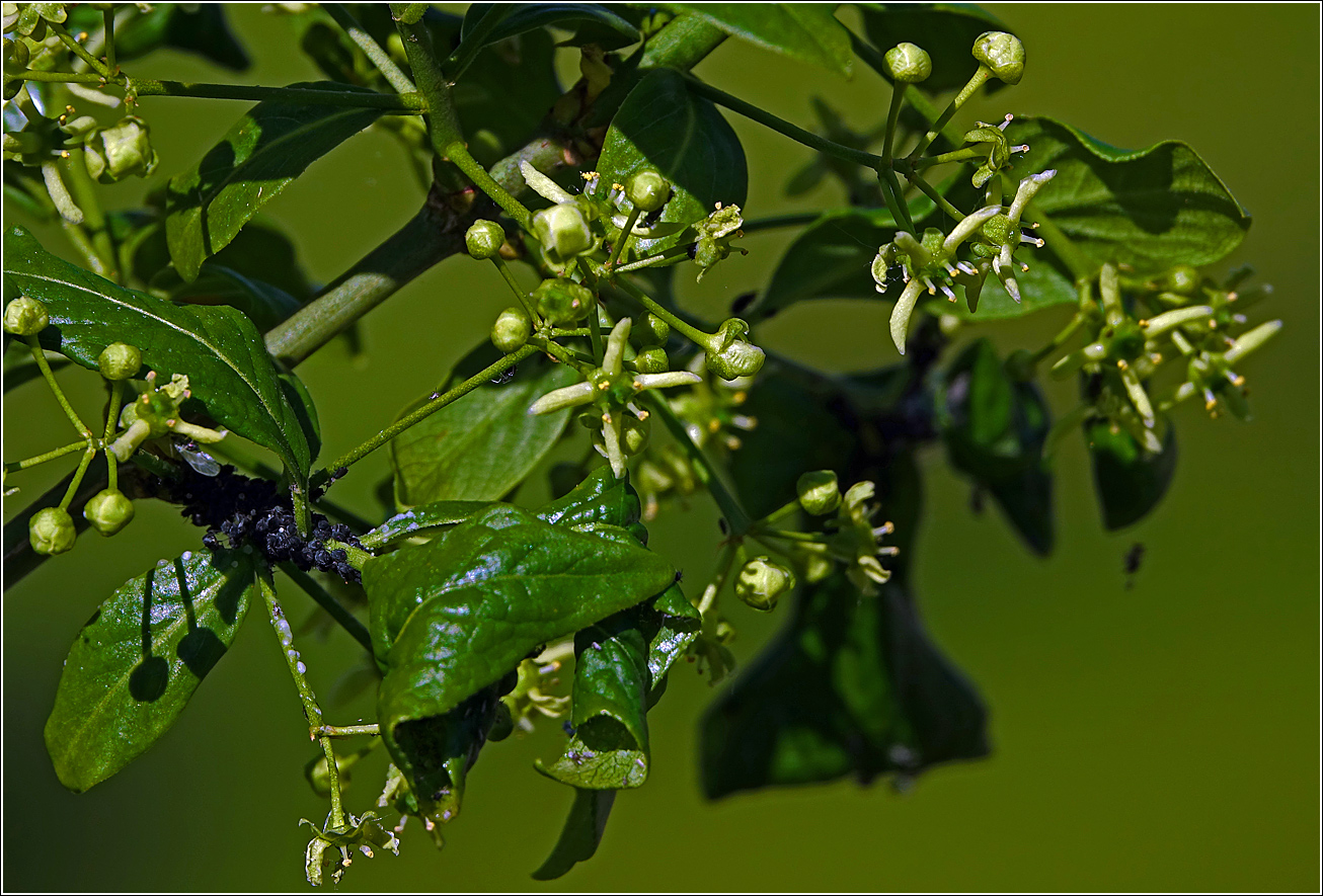 Изображение особи Euonymus europaeus.