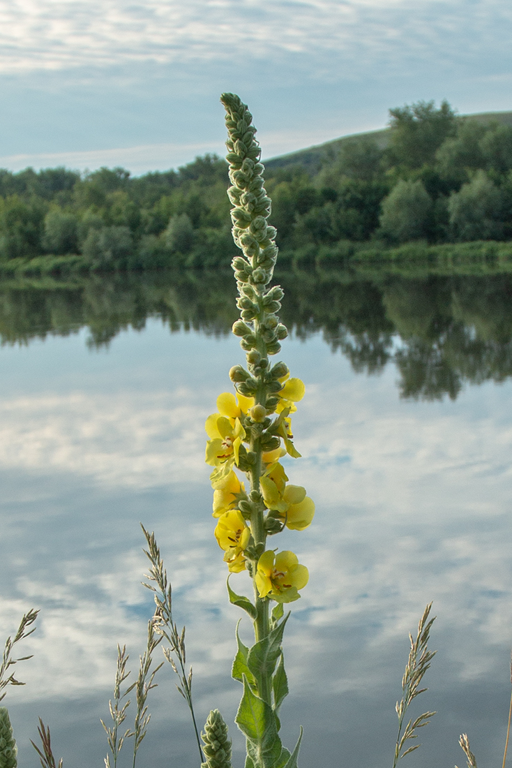 Изображение особи Verbascum densiflorum.