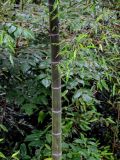 Phyllostachys pubescens