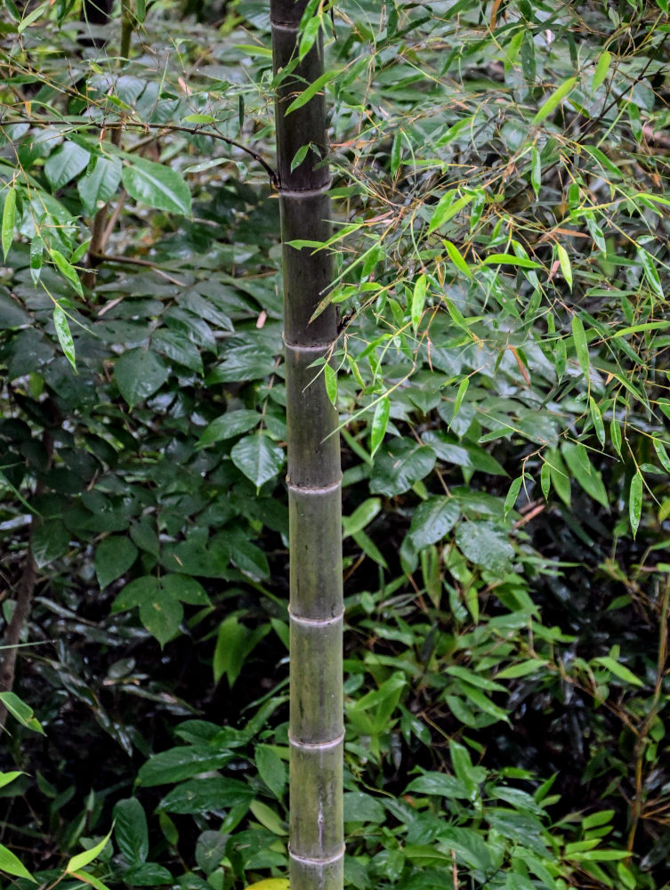 Изображение особи Phyllostachys pubescens.