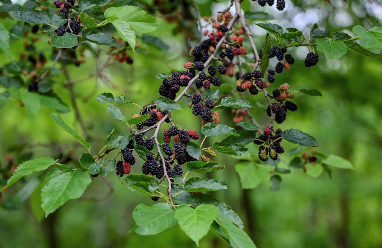 Изображение особи Morus alba.