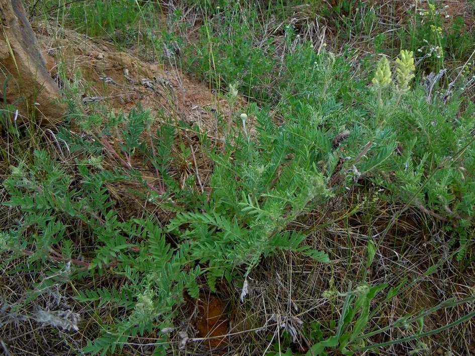 Изображение особи Oxytropis pilosa.