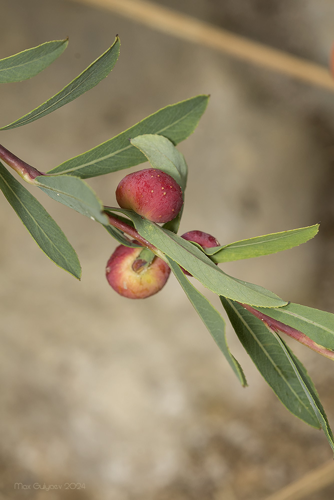 Image of Salix purpurea specimen.