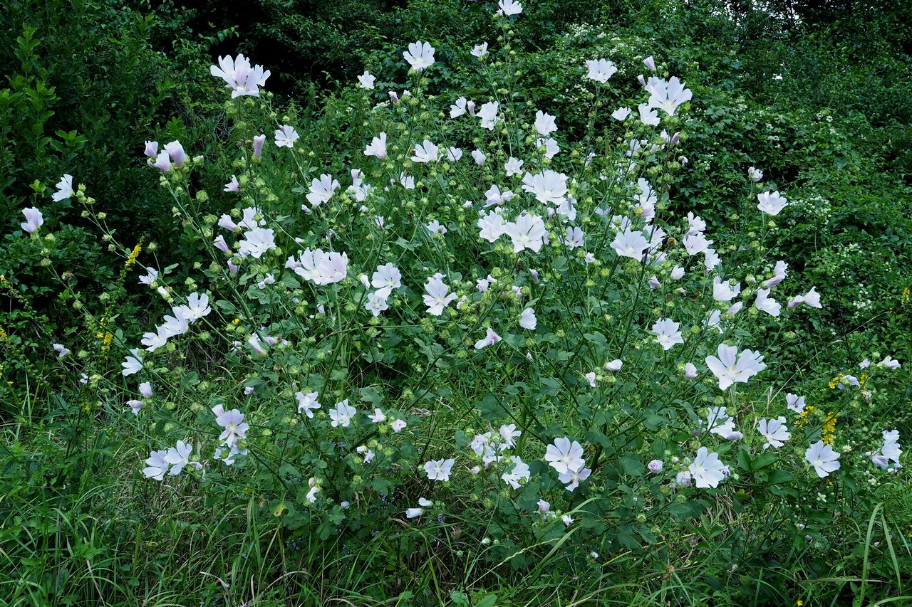 Image of Malva thuringiaca specimen.