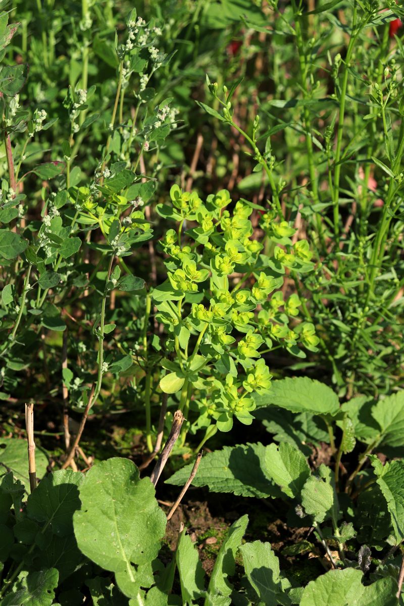 Изображение особи Euphorbia helioscopia.